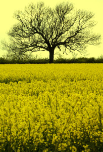 Annual rape seed harvest Hereford #dailyshoot